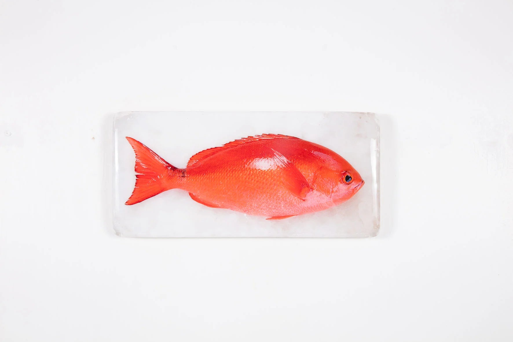 StigerWoods wooden tile Pinjalo Red Snapper