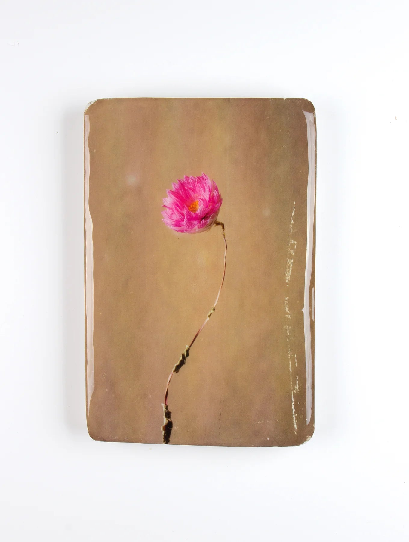 StigerWoods wooden tile Pink Rhodanthe