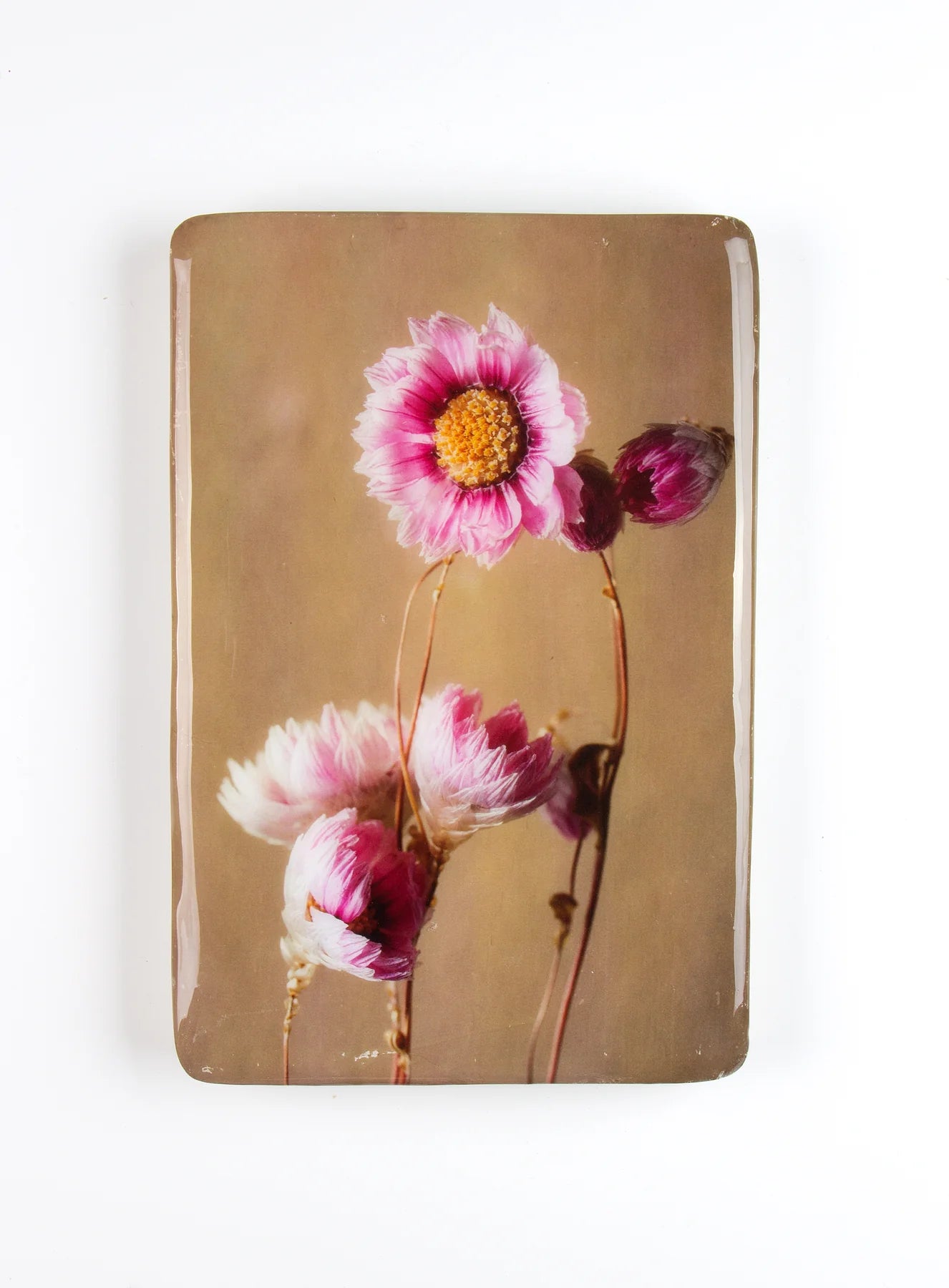 StigerWoods wooden tile Pink Rhodanthe
