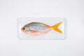 StigerWoods wooden tile Pink Yellowtail Fusilier