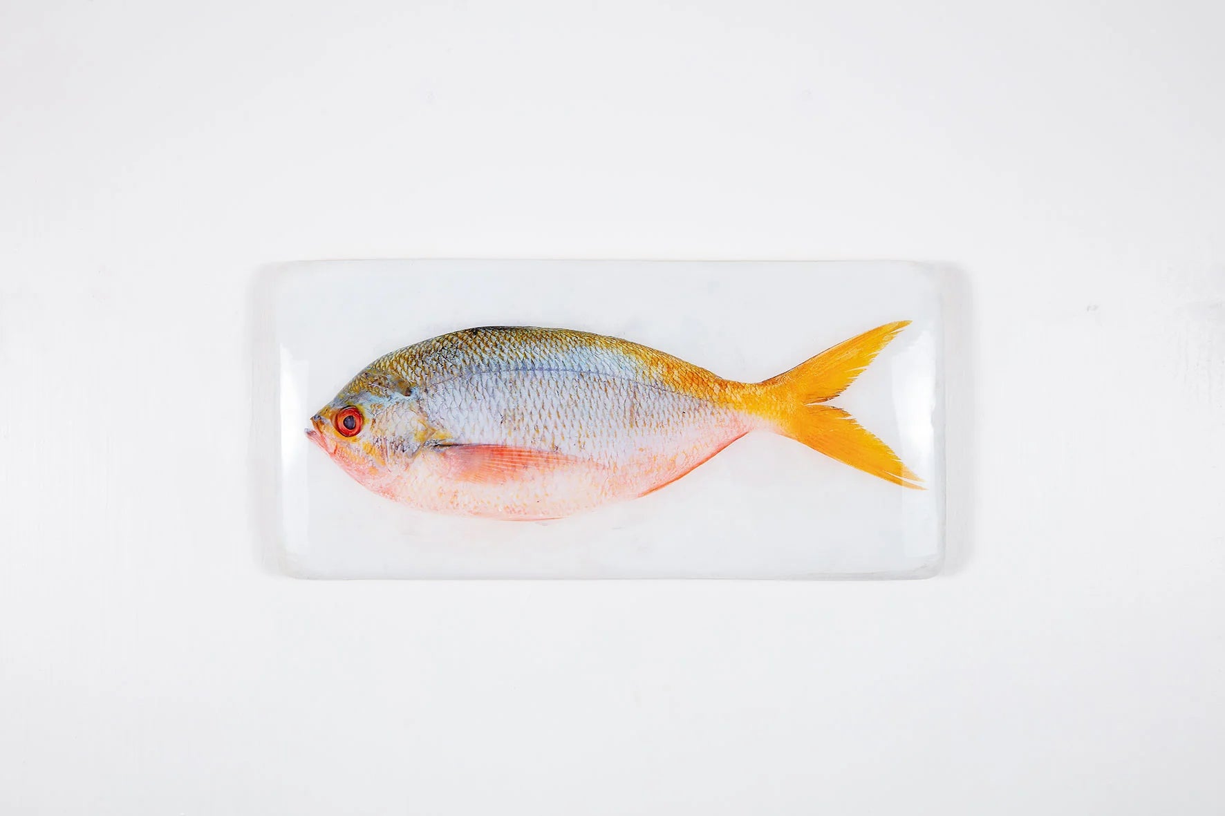 StigerWoods wooden tile Pink Yellowtail Fusilier