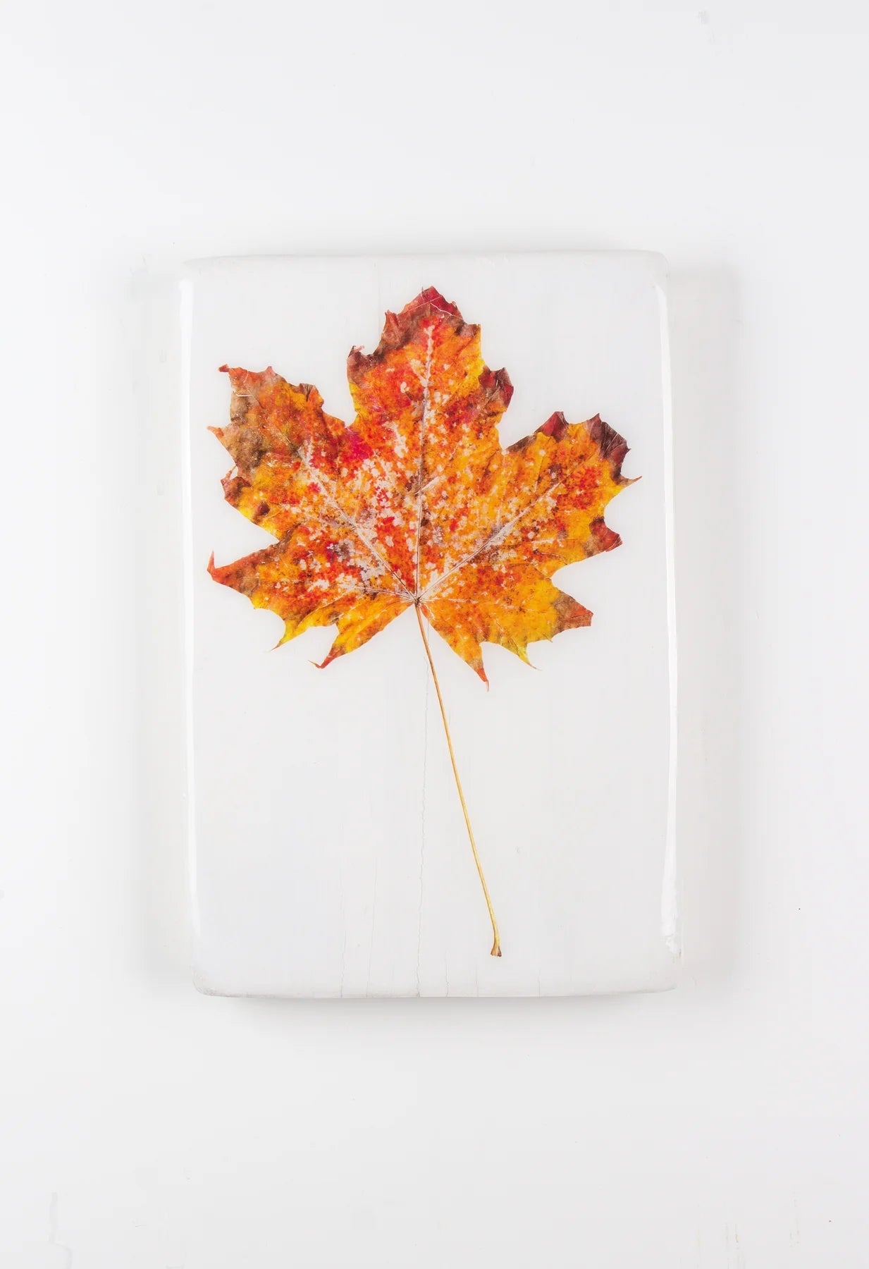 StigerWoods wooden tile Planetree Leaf