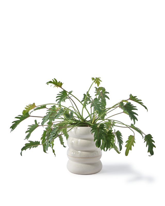 Pols Potten Chubby Bloempot