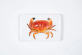 StigerWoods wooden tile Portuguese Crab