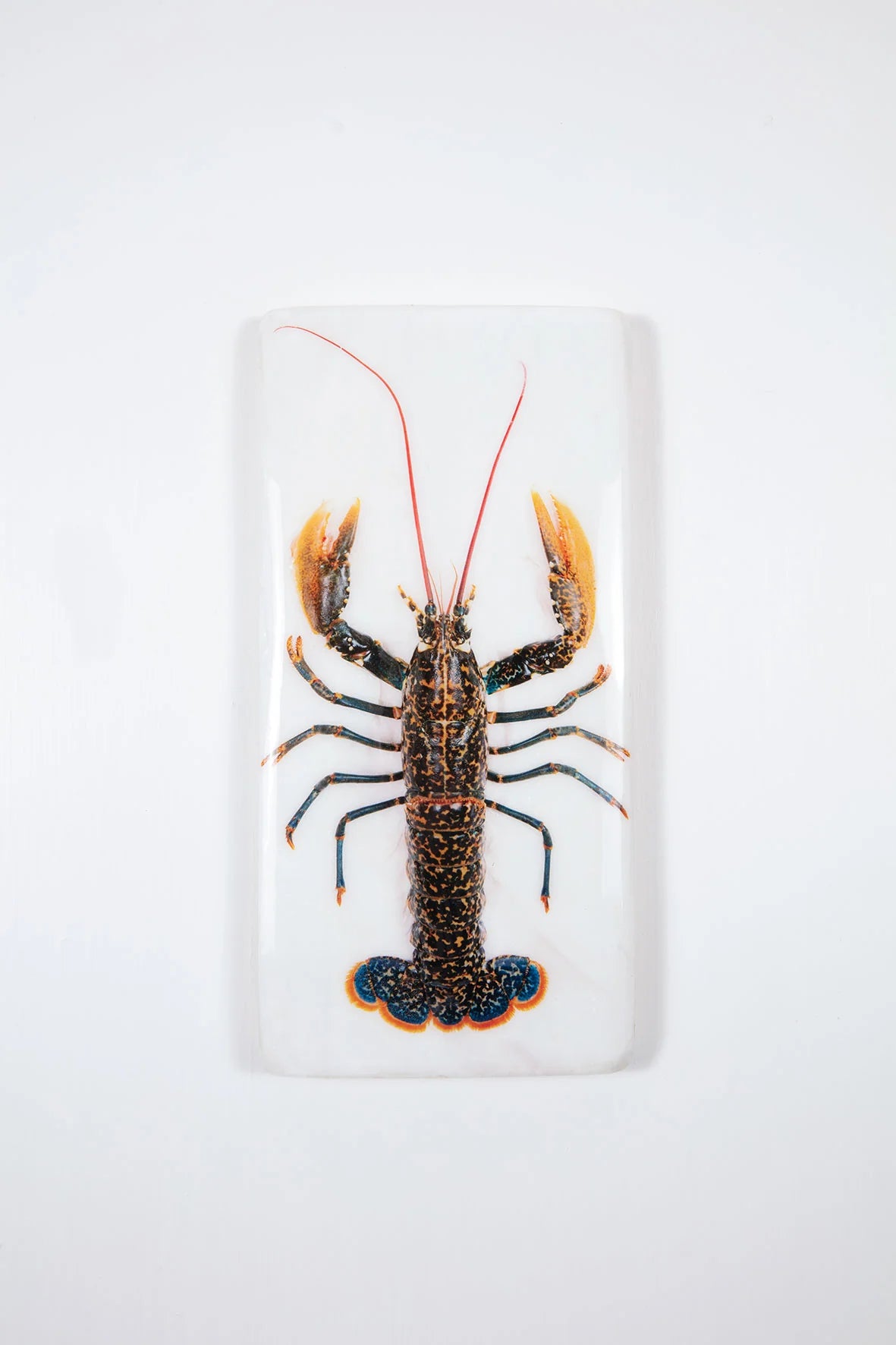 StigerWoods wooden tile Portuguese Lobster