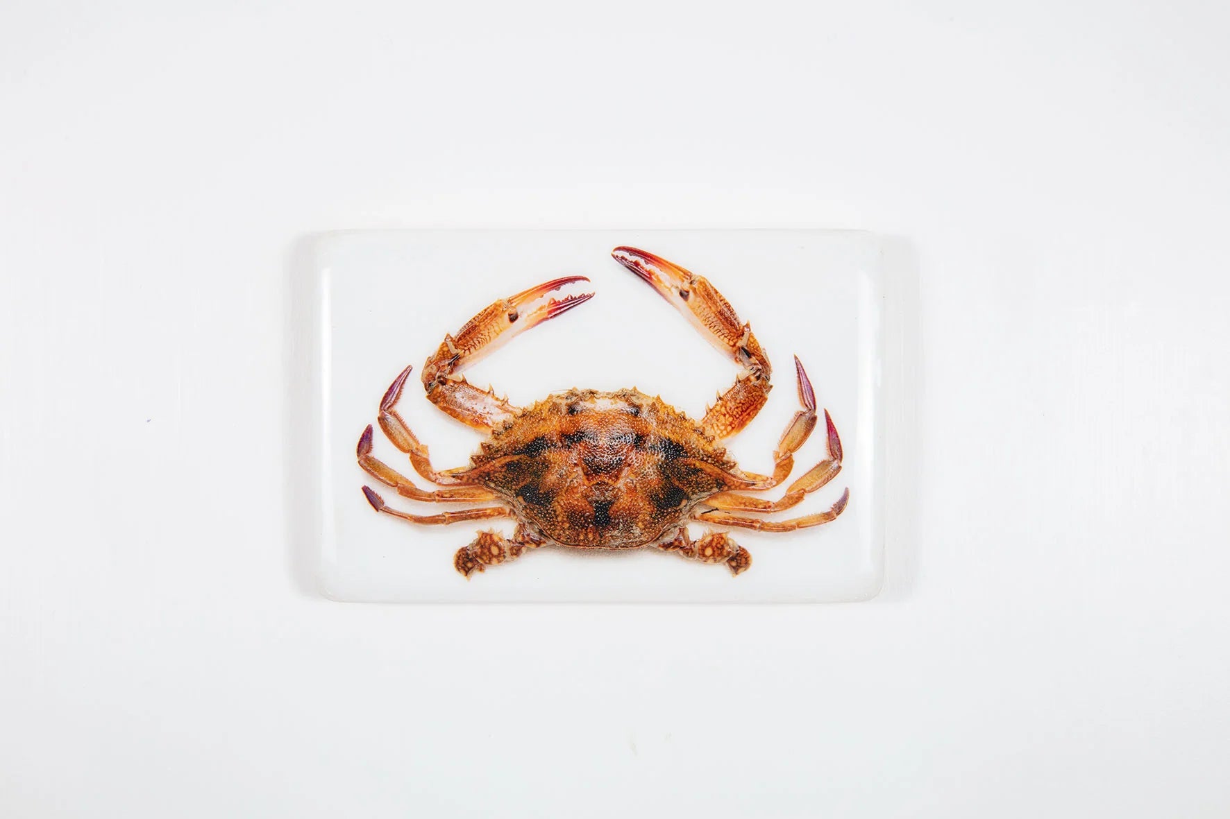 StigerWoods wooden tile Portuguese Tiger Crab