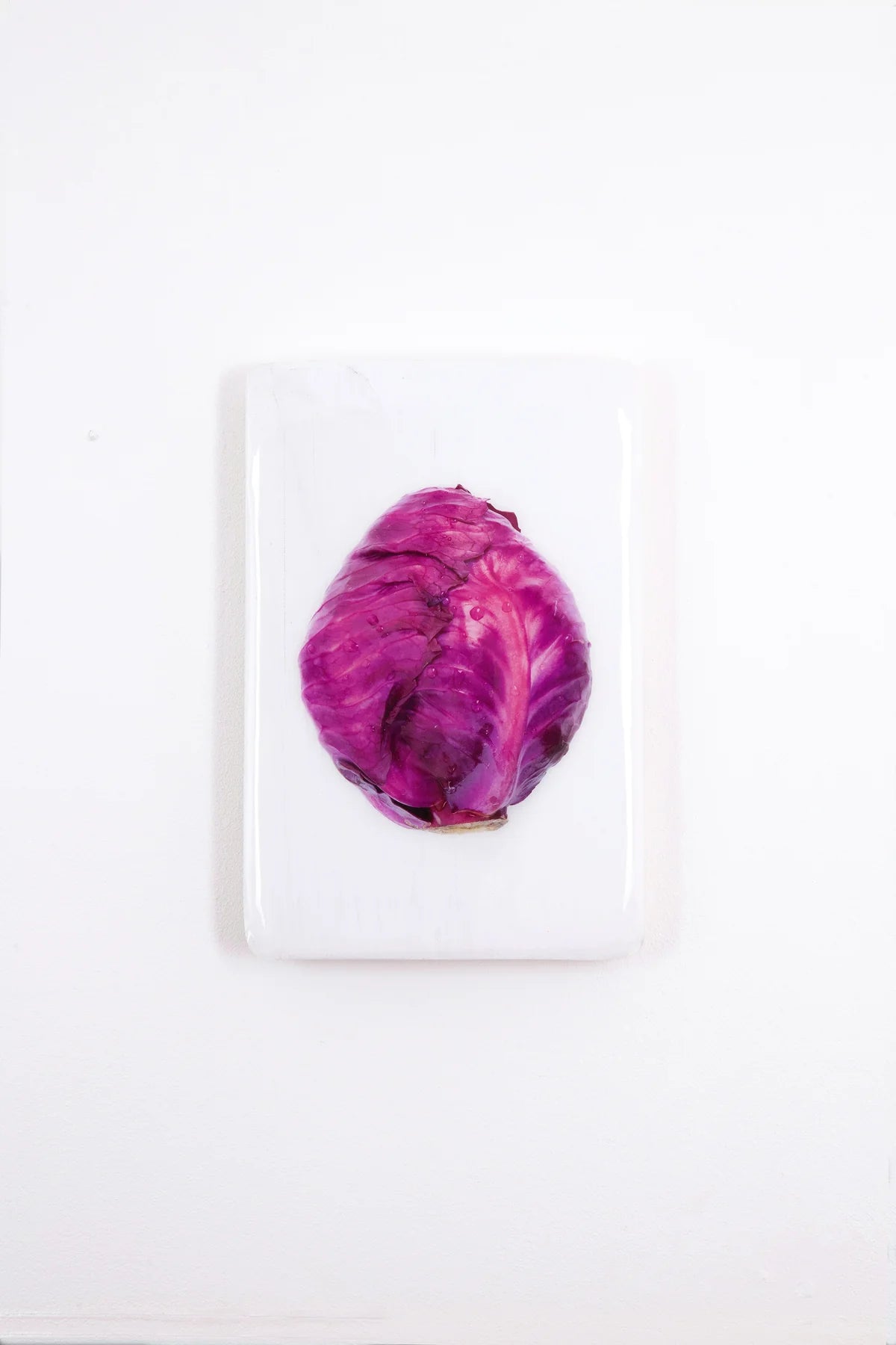 StigerWoods wooden tile Red Cabbage on White