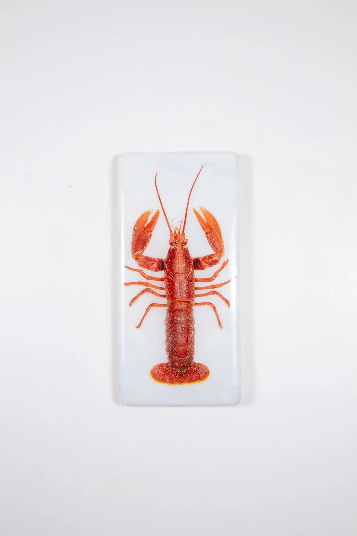 StigerWoods wooden tile Red European Lobster