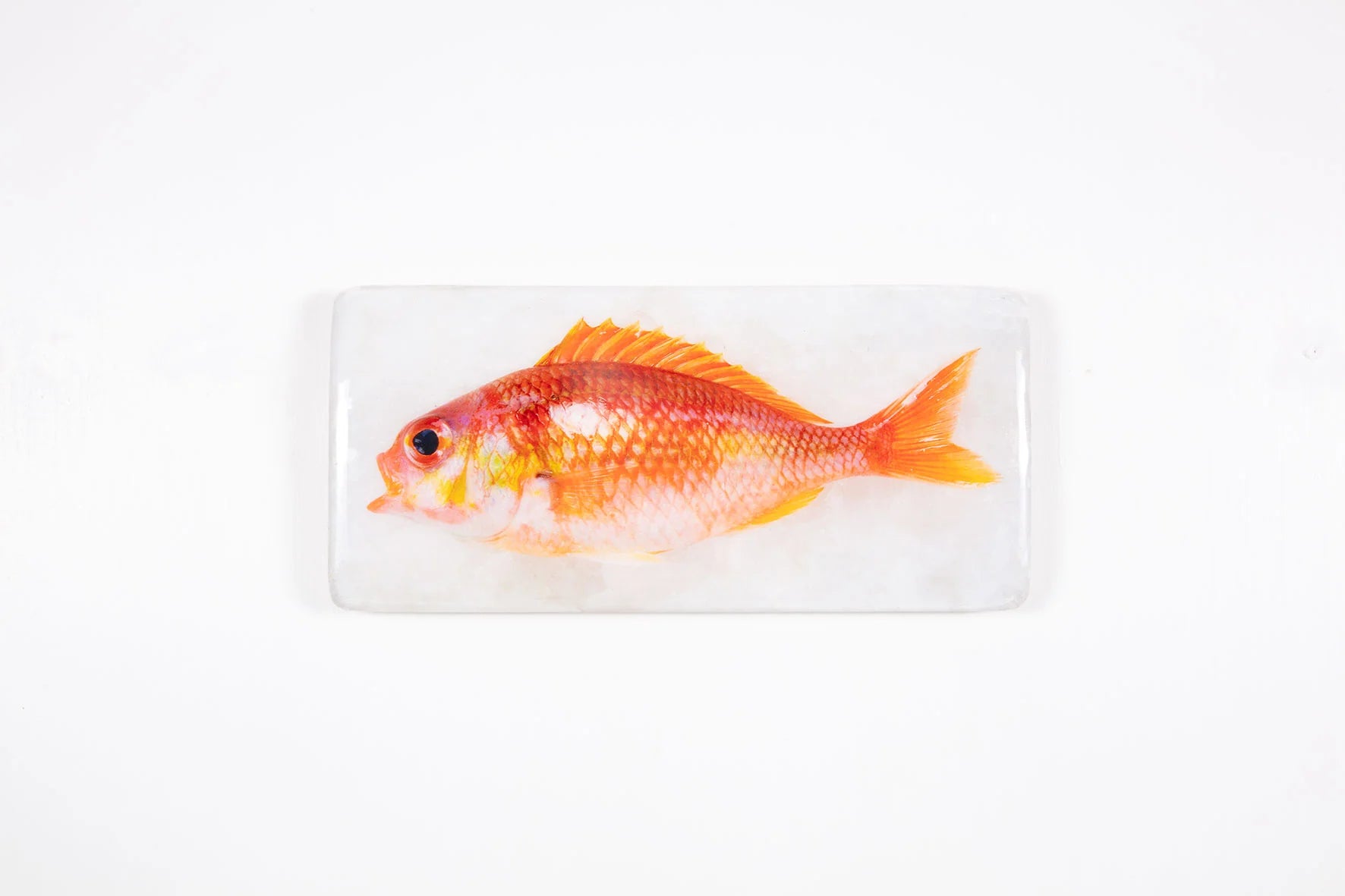 StigerWoods wooden tile Rosy Dwarf Monocle Bream