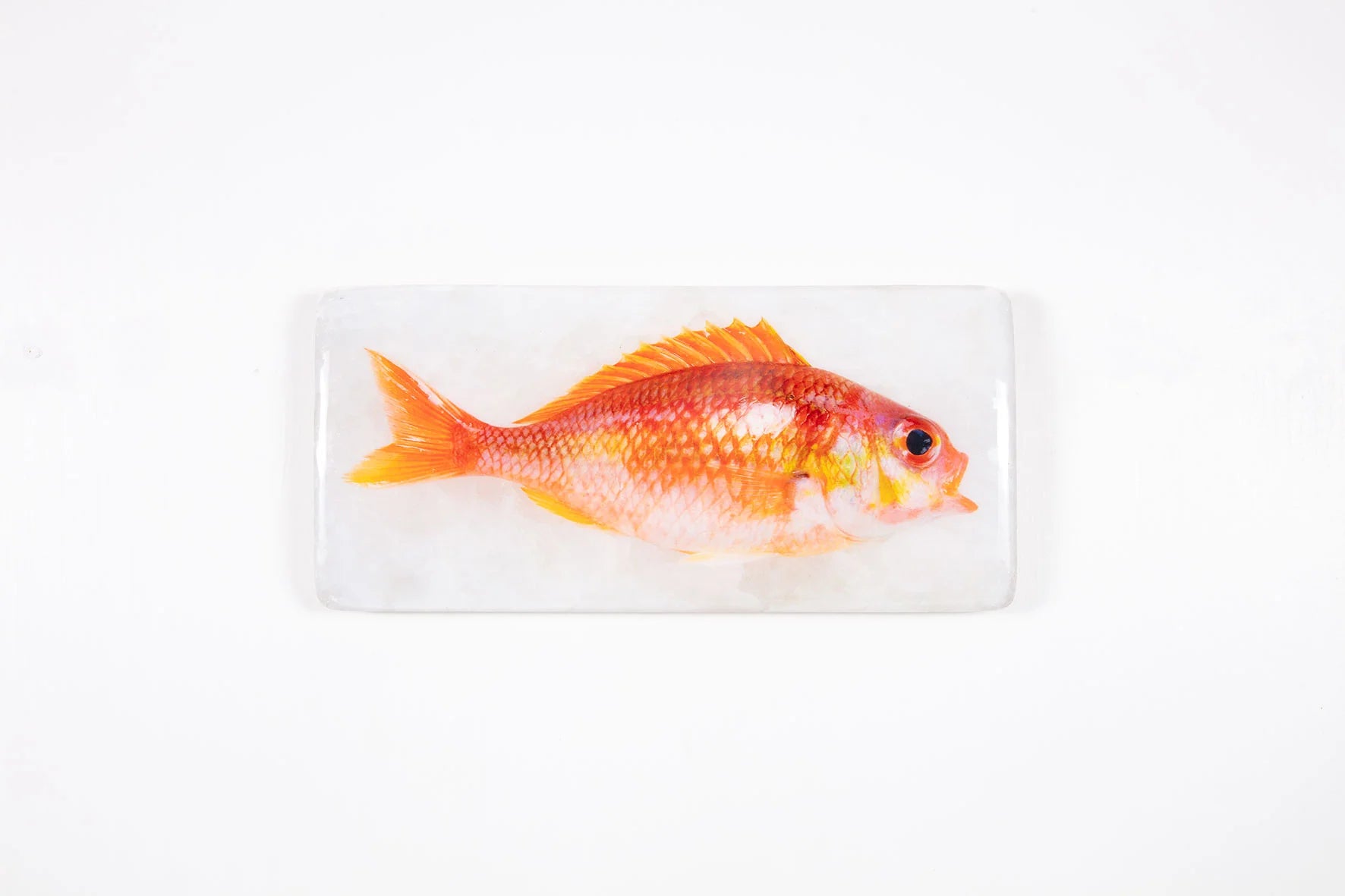 StigerWoods wooden tile Rosy Dwarf Monocle Bream