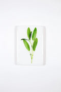 StigerWoods wooden tile Sage