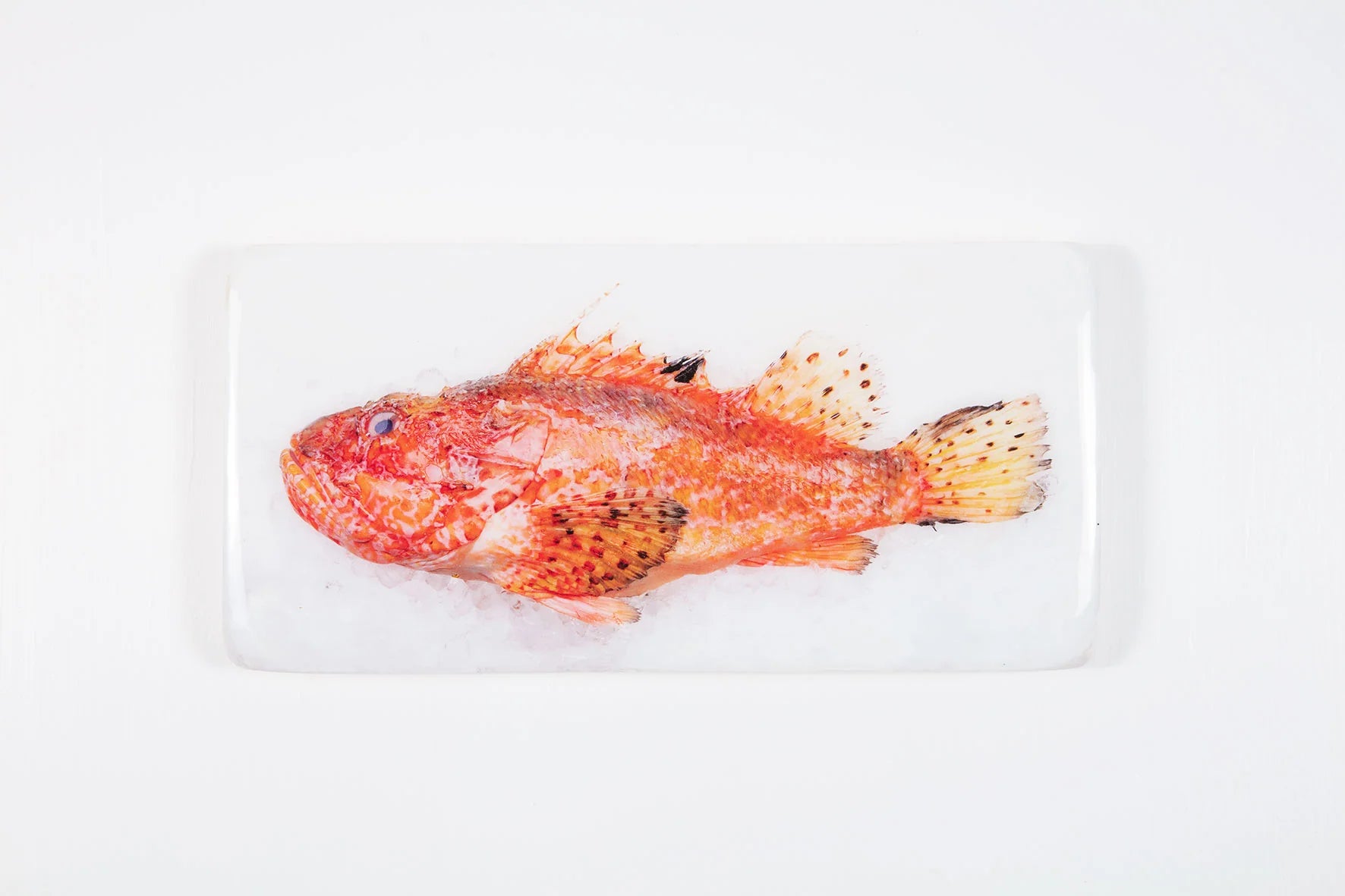 StigerWoods wooden tile Scorpionfish