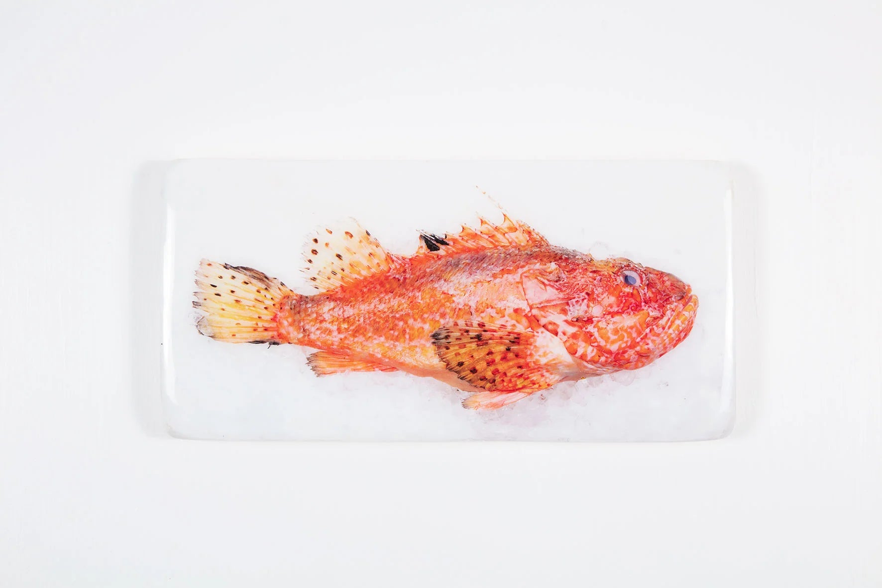 StigerWoods wooden tile Scorpionfish