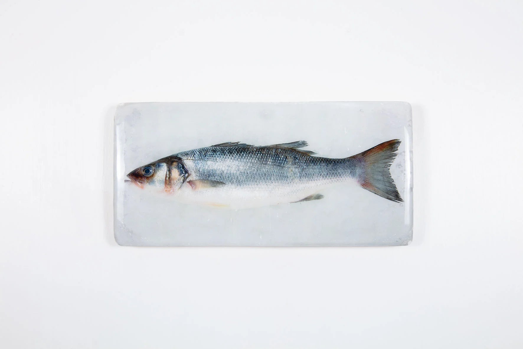 StigerWoods wooden tile Sea Bass on Ice