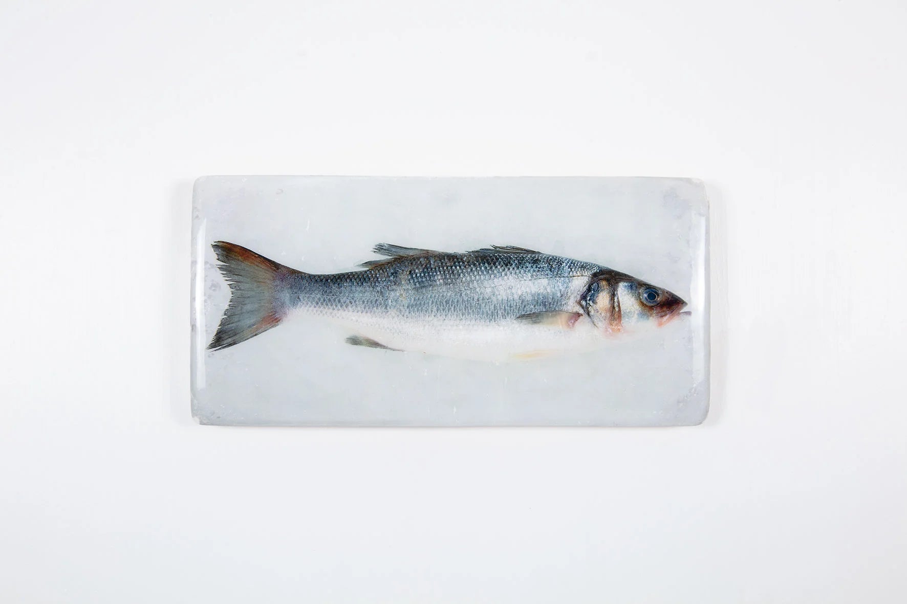 StigerWoods wooden tile Sea Bass on Ice