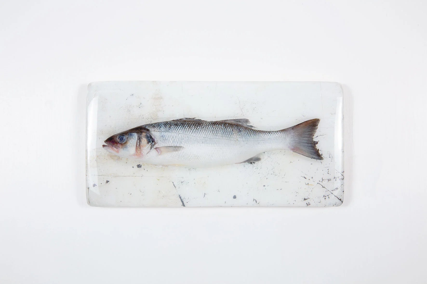 StigerWoods wooden tile Sea Bass on White Table