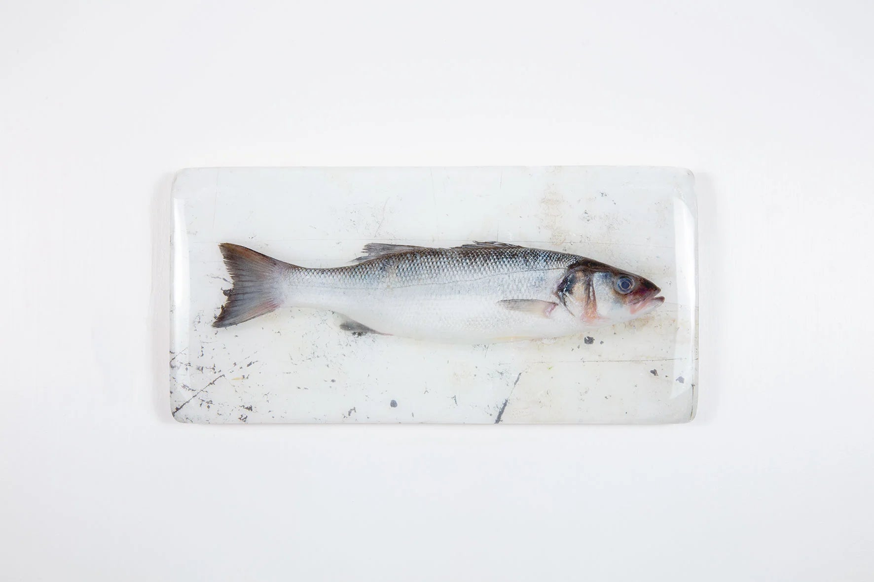 StigerWoods wooden tile Sea Bass on White Table