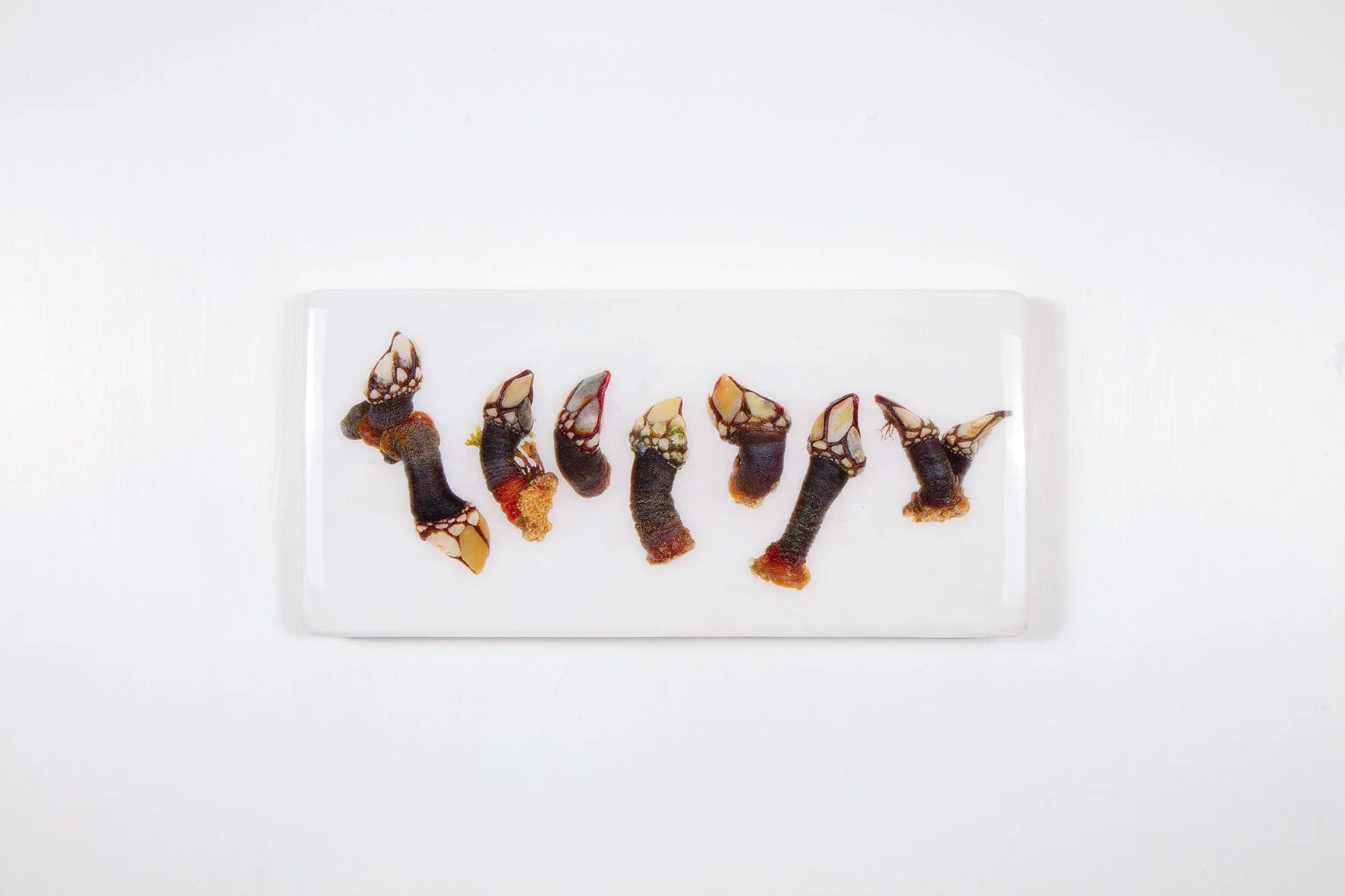 StigerWoods wooden tile Seven Percebes