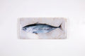 StigerWoods wooden tile Skipjack Tuna