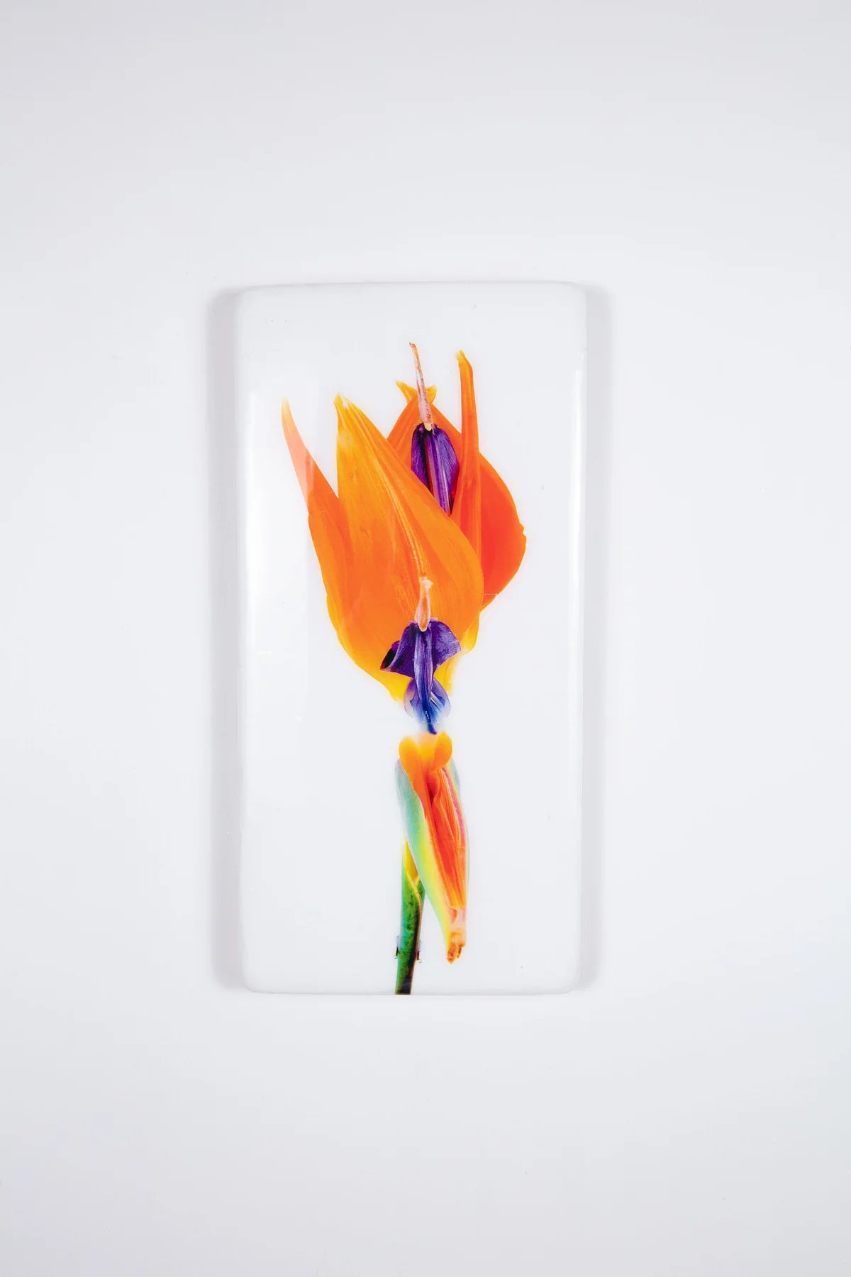 StigerWoods wooden tile Strelitzia