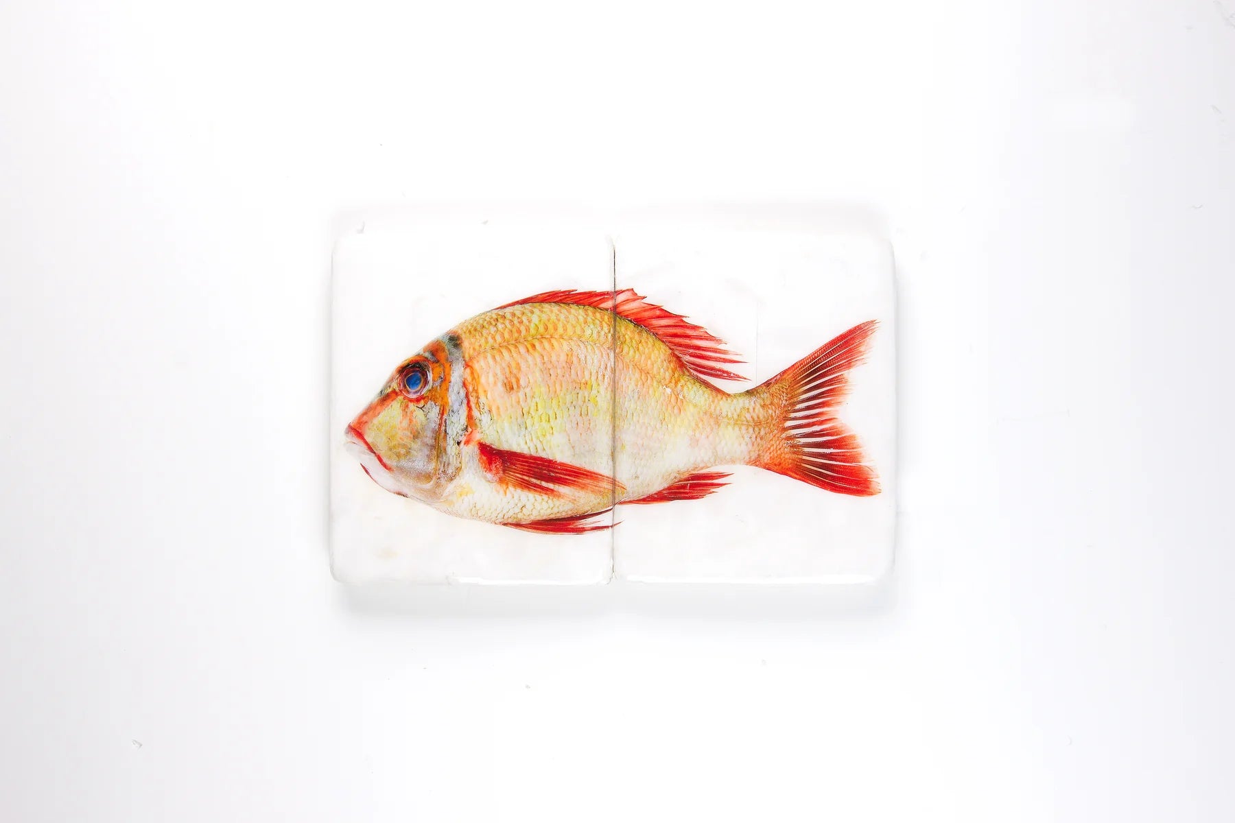 StigerWoods wooden tile Sweetlips Emperor