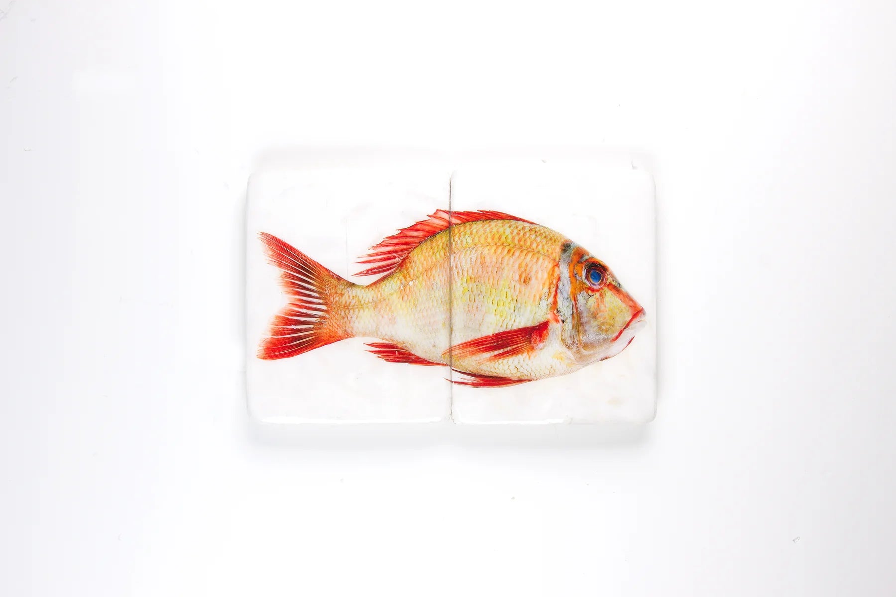 StigerWoods wooden tile Sweetlips Emperor