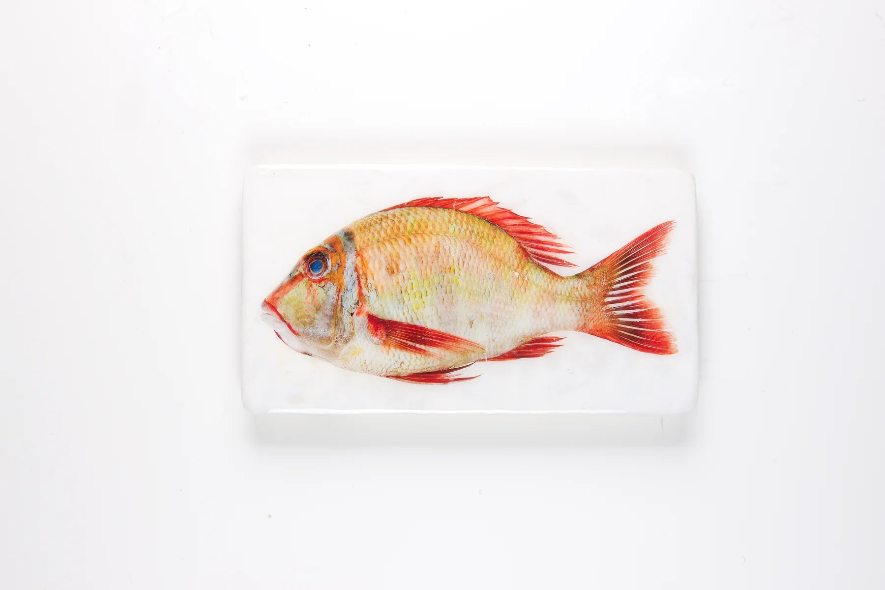 StigerWoods wooden tile Sweetlips Emperor