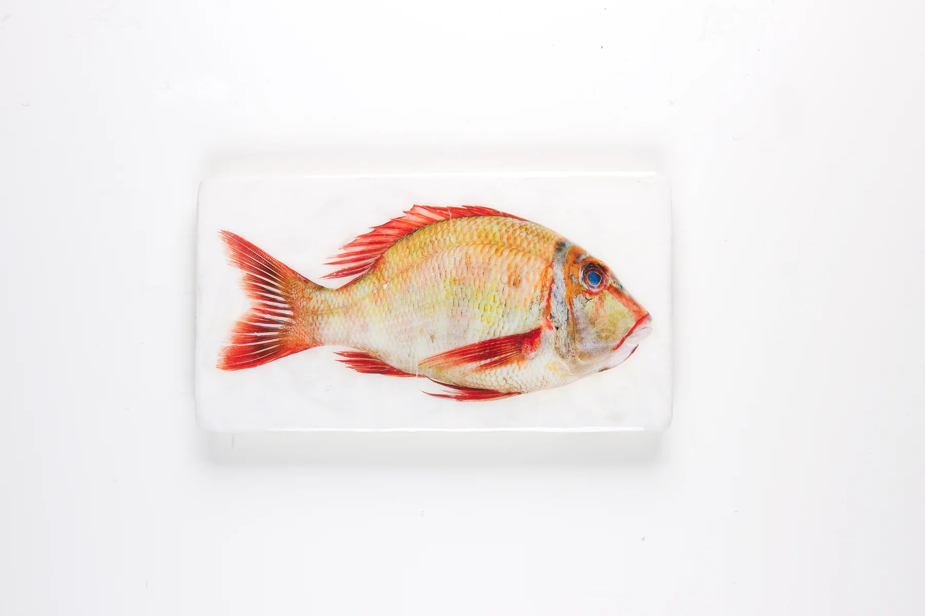 StigerWoods wooden tile Sweetlips Emperor