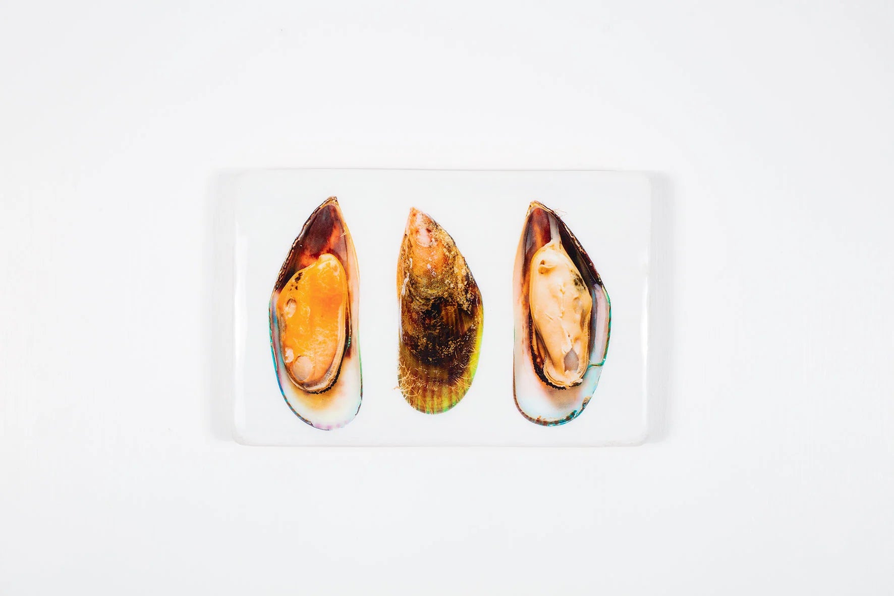 StigerWoods wooden tile Three Mussels