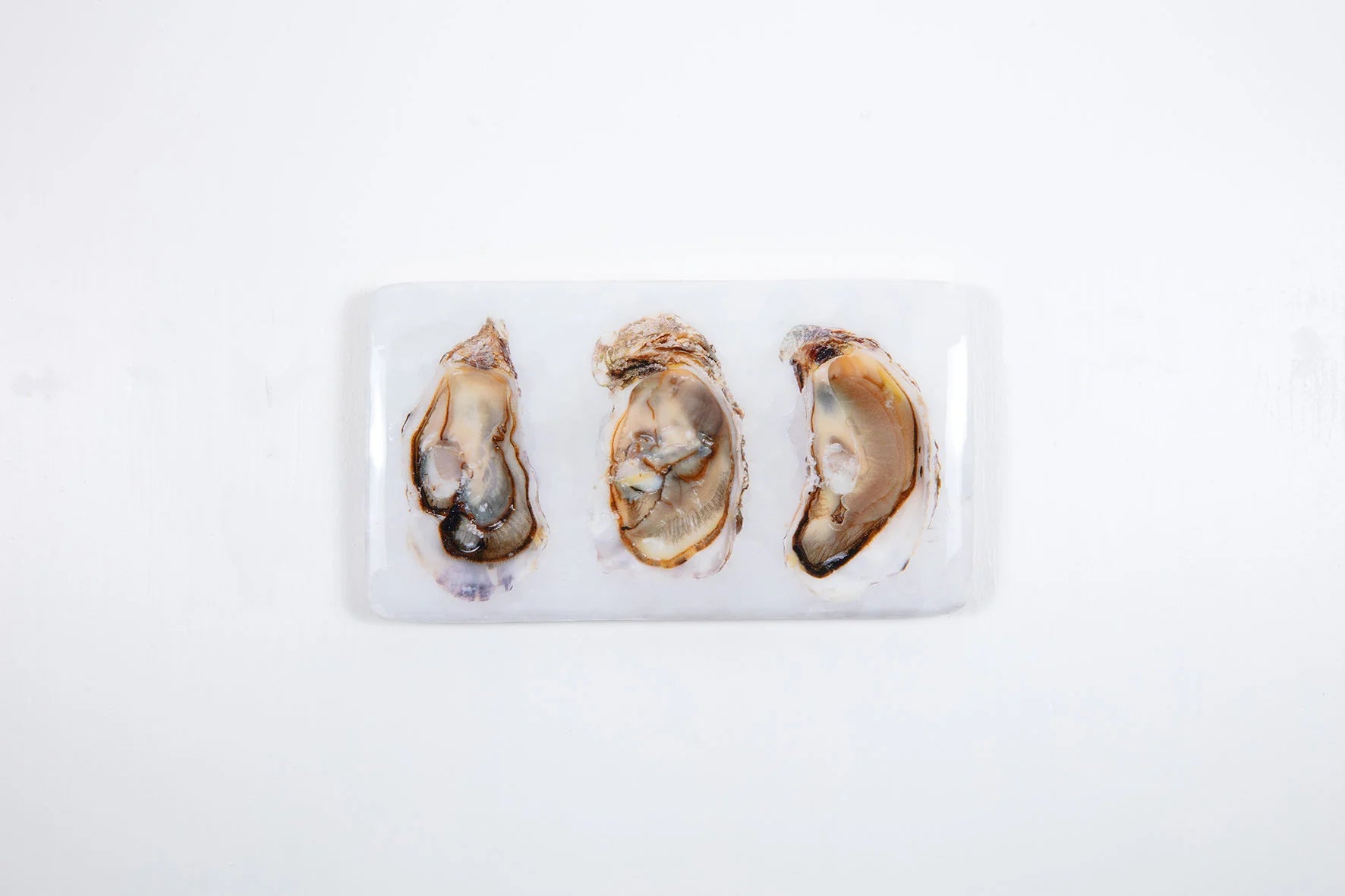 StigerWoods wooden tile Three Open Oysters