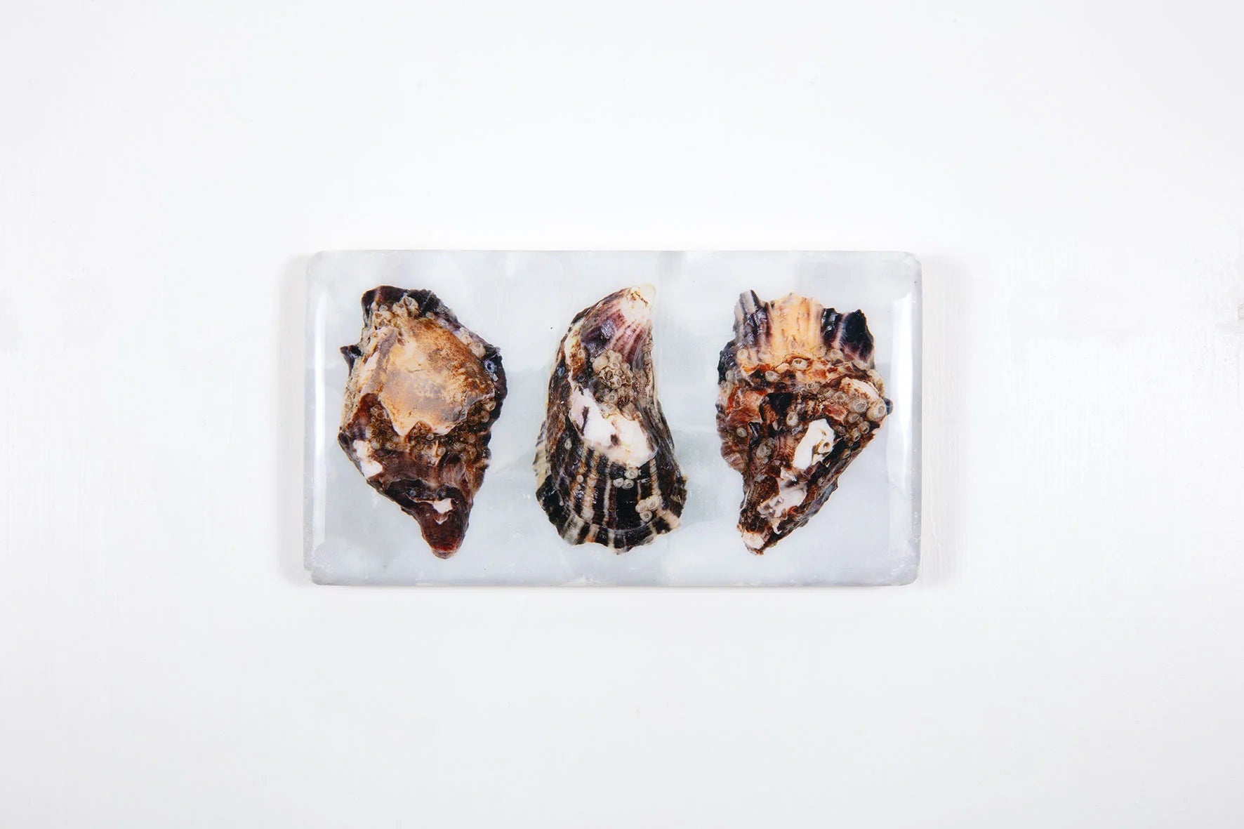 StigerWoods wooden tile Three Oyster Shells