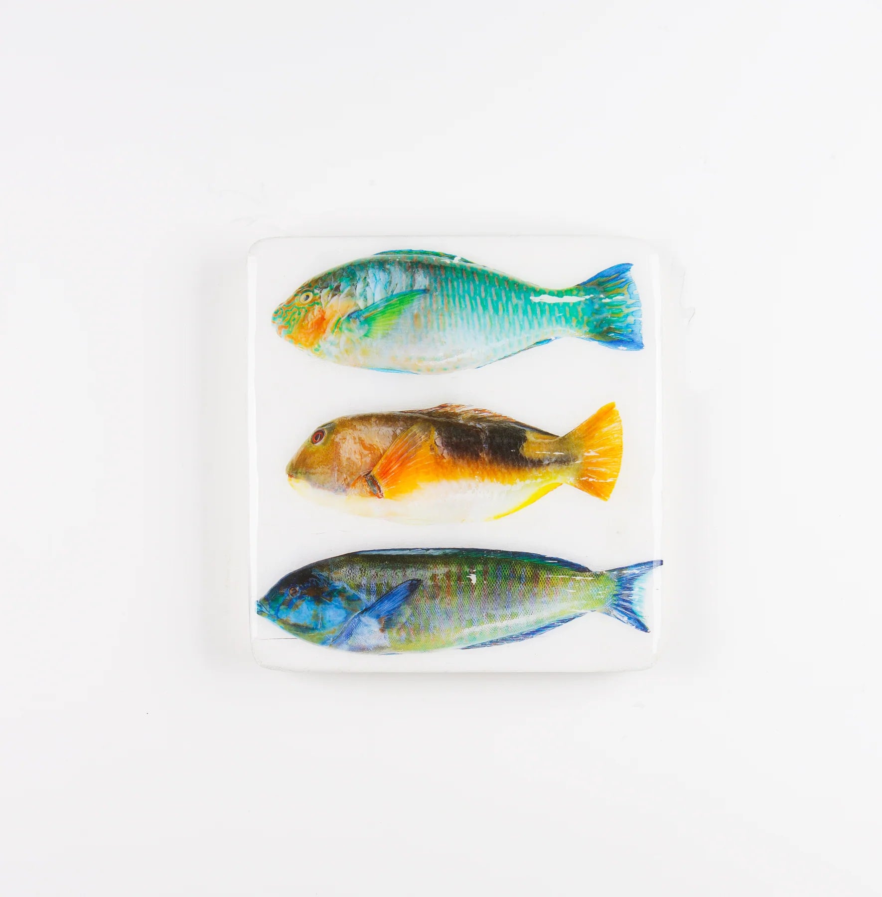 StigerWoods wooden tile Three Parrot Fishes