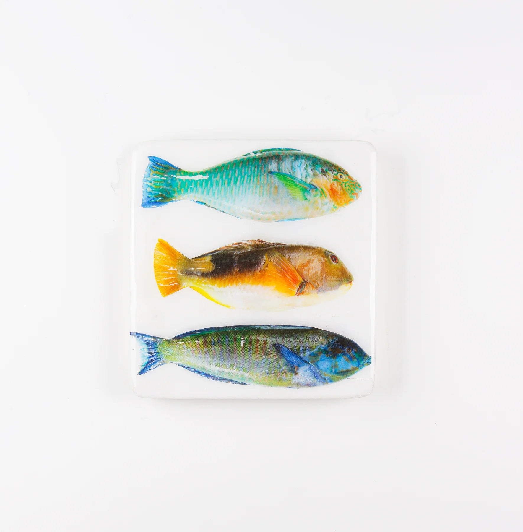 StigerWoods wooden tile Three Parrot Fishes