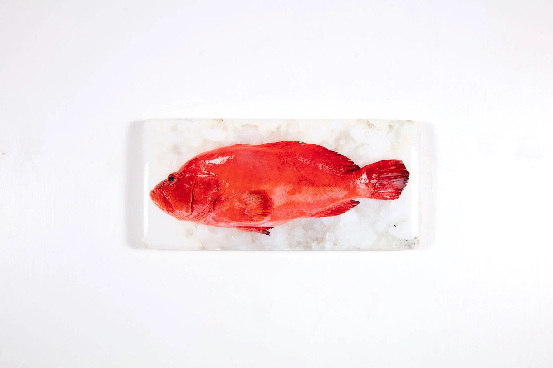 StigerWoods wooden tile Tomato Grouper