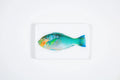 StigerWoods wooden tile Turquoise Parrot Fish