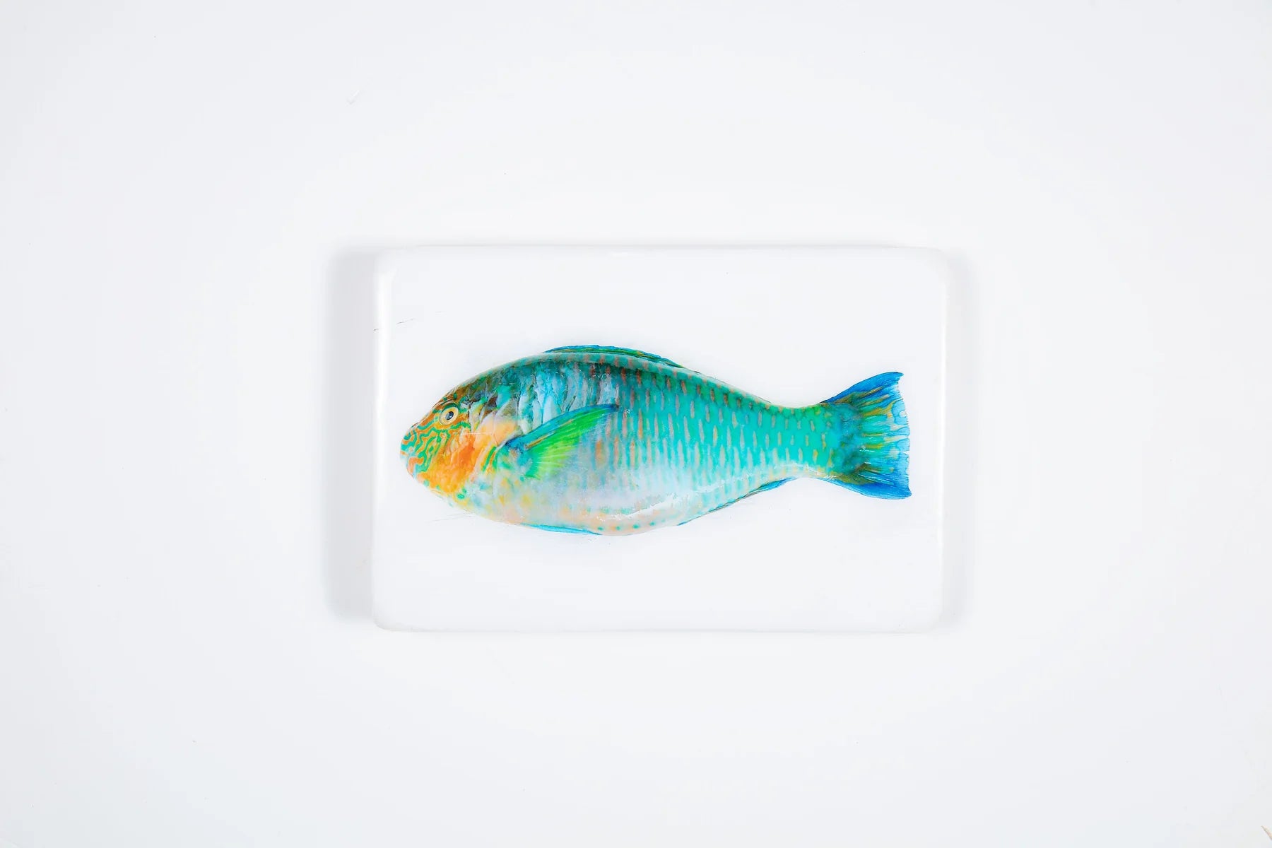 StigerWoods wooden tile Turquoise Parrot Fish