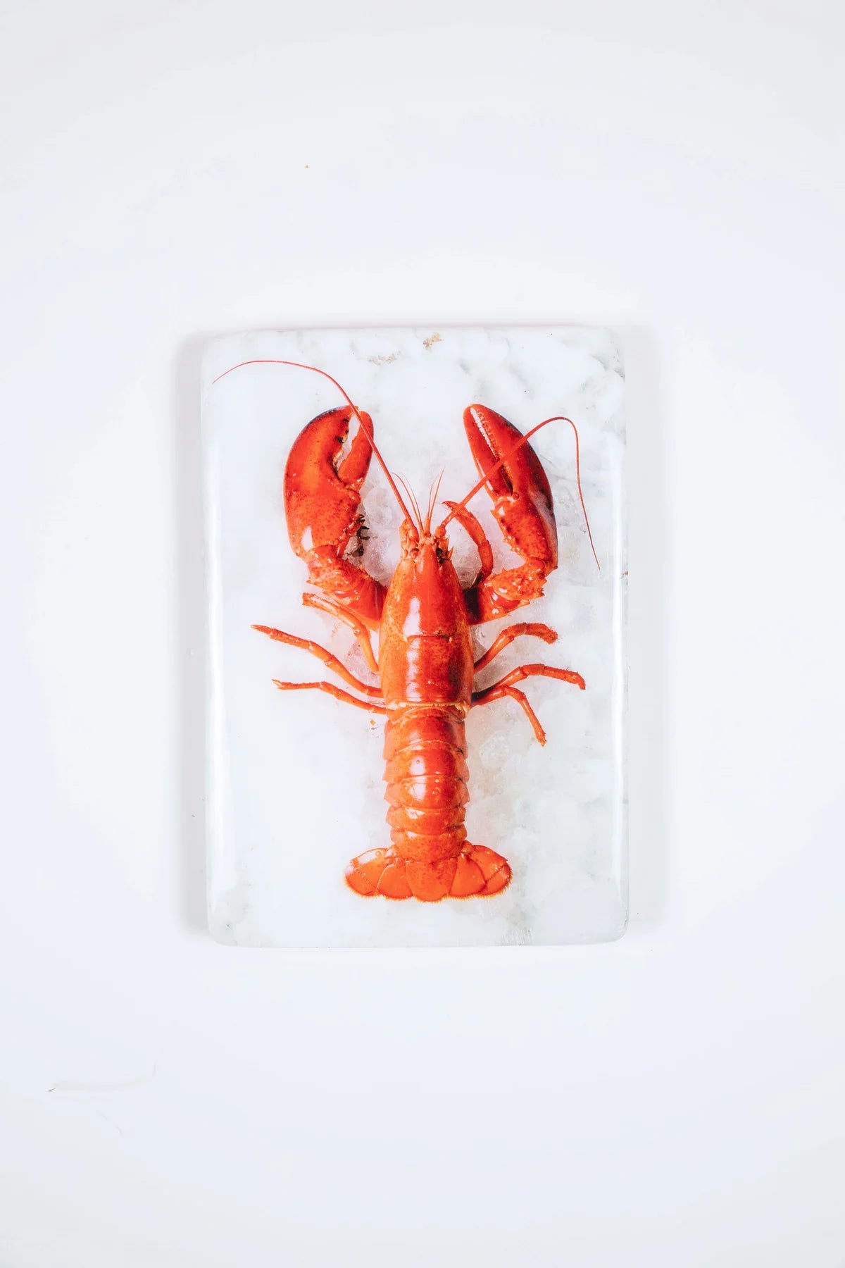 StigerWoods wooden tile Twin Lobsters