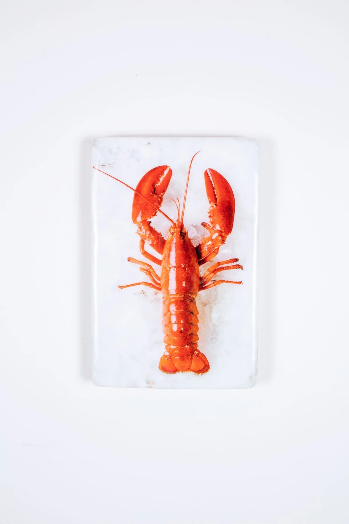 StigerWoods wooden tile Twin Lobsters