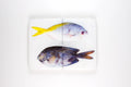 StigerWoods wooden tile Yellowtail Fusilier and Gold-Spotted Rabbitfish