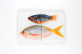 StigerWoods wooden tile Parrotfish and Yellowtail Fusilier