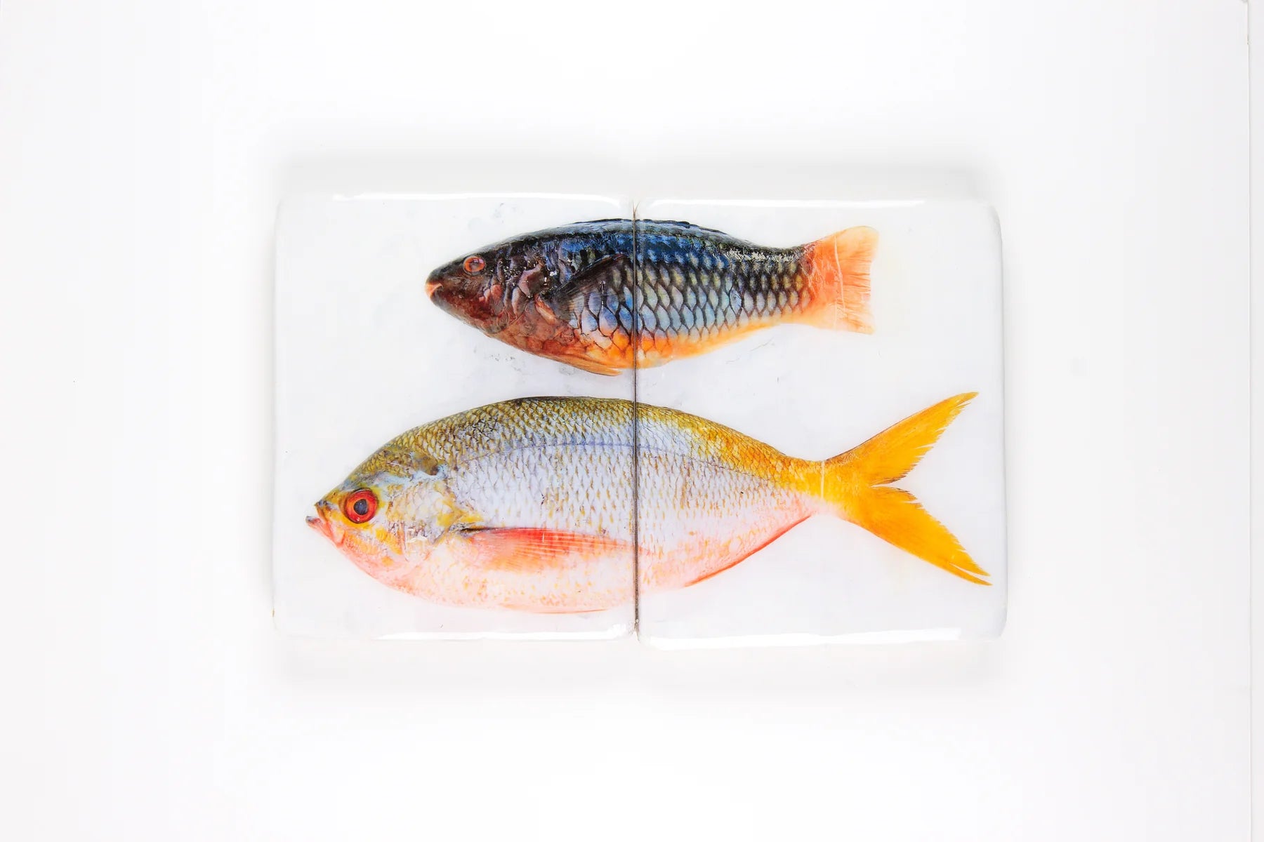 StigerWoods wooden tile Parrotfish and Yellowtail Fusilier