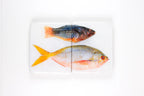 StigerWoods wooden tile Parrotfish and Yellowtail Fusilier