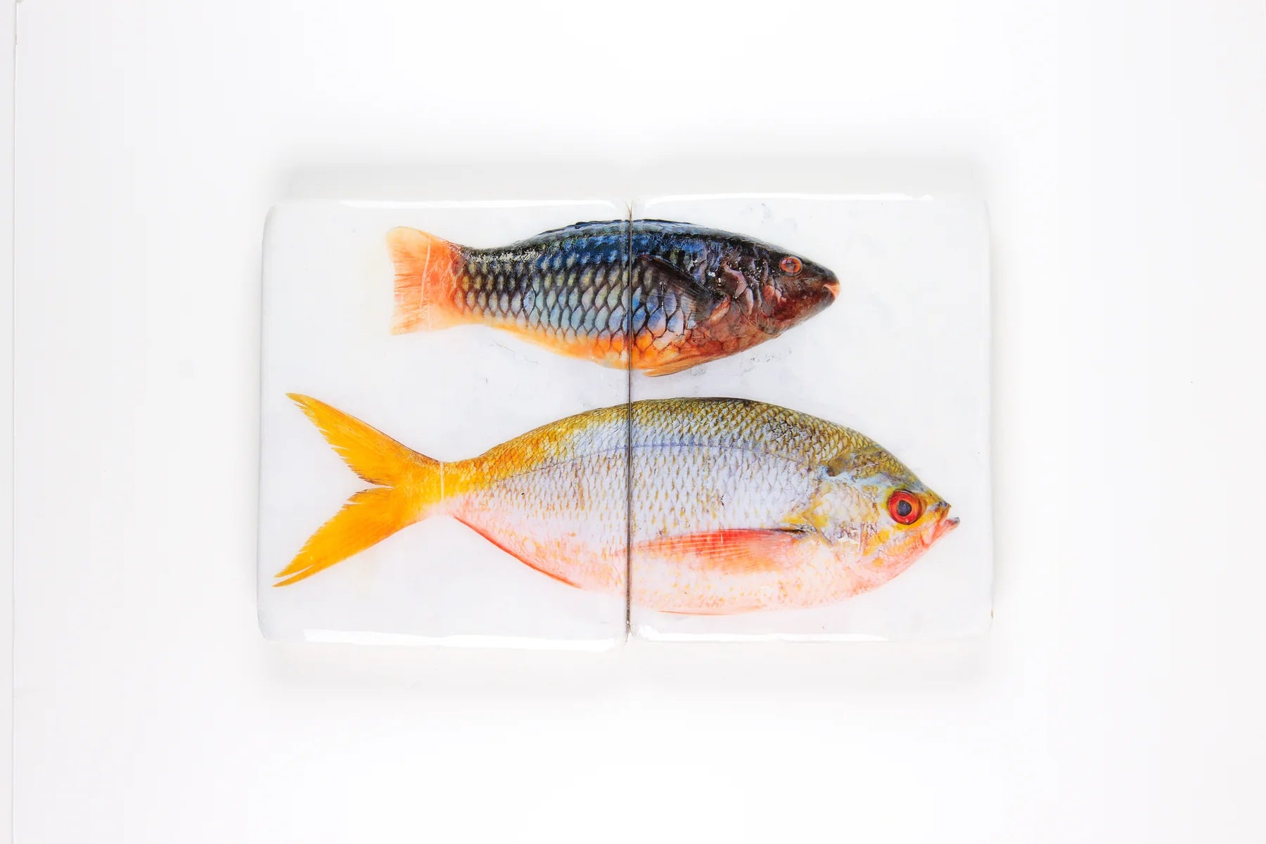 StigerWoods wooden tile Parrotfish and Yellowtail Fusilier