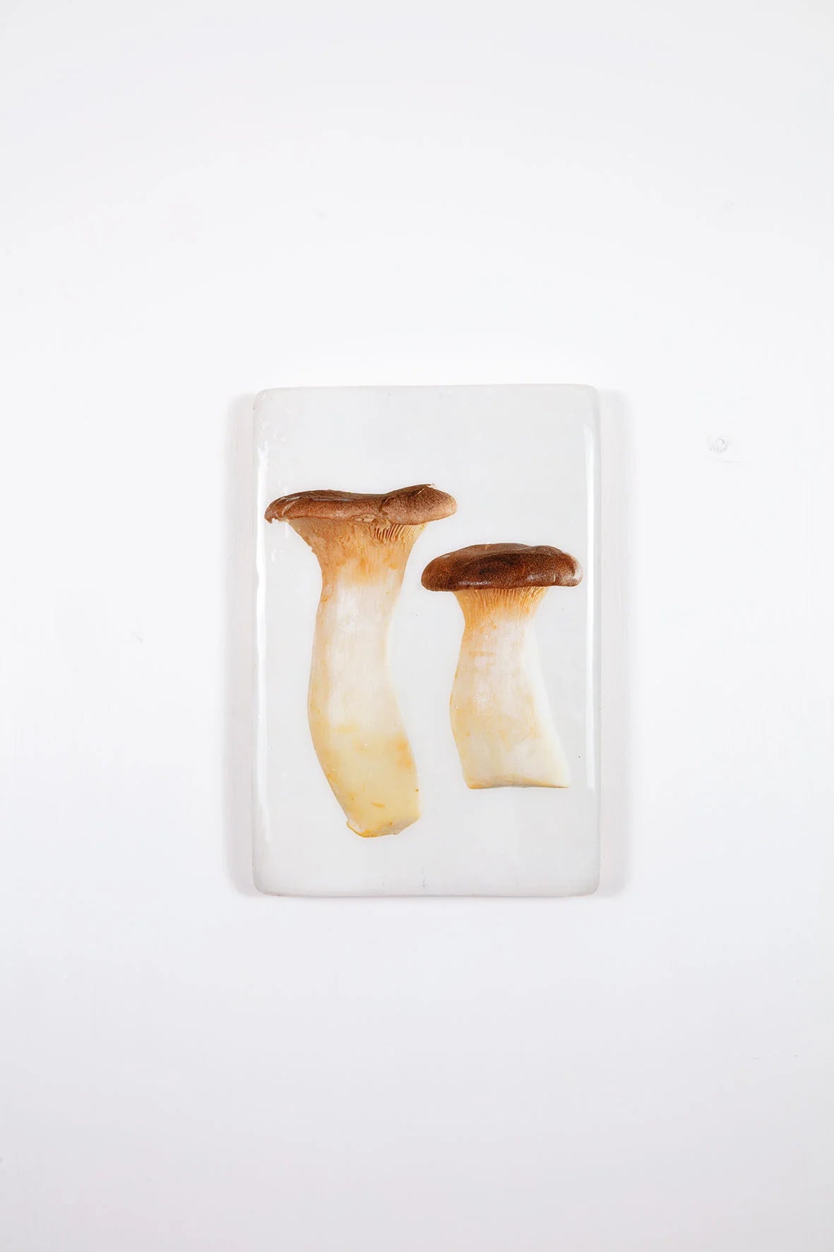 StigerWoods wooden tile Two King Oyster Mushrooms