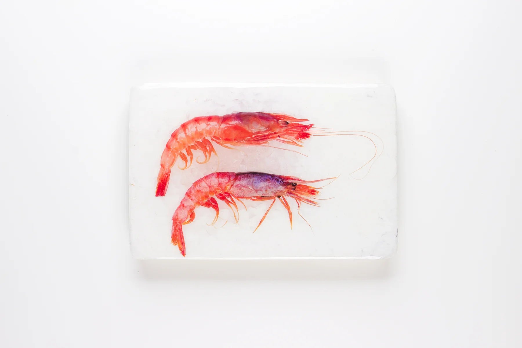 StigerWoods wooden tile Two Spanish Shrimps