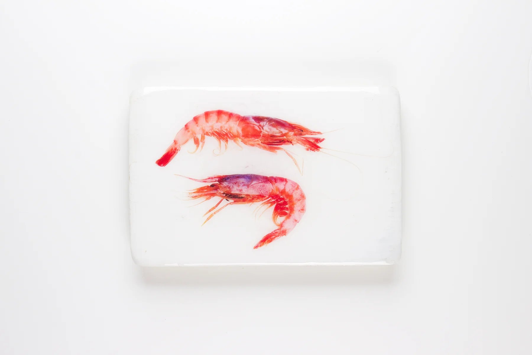 StigerWoods wooden tile Two Spanish Shrimps