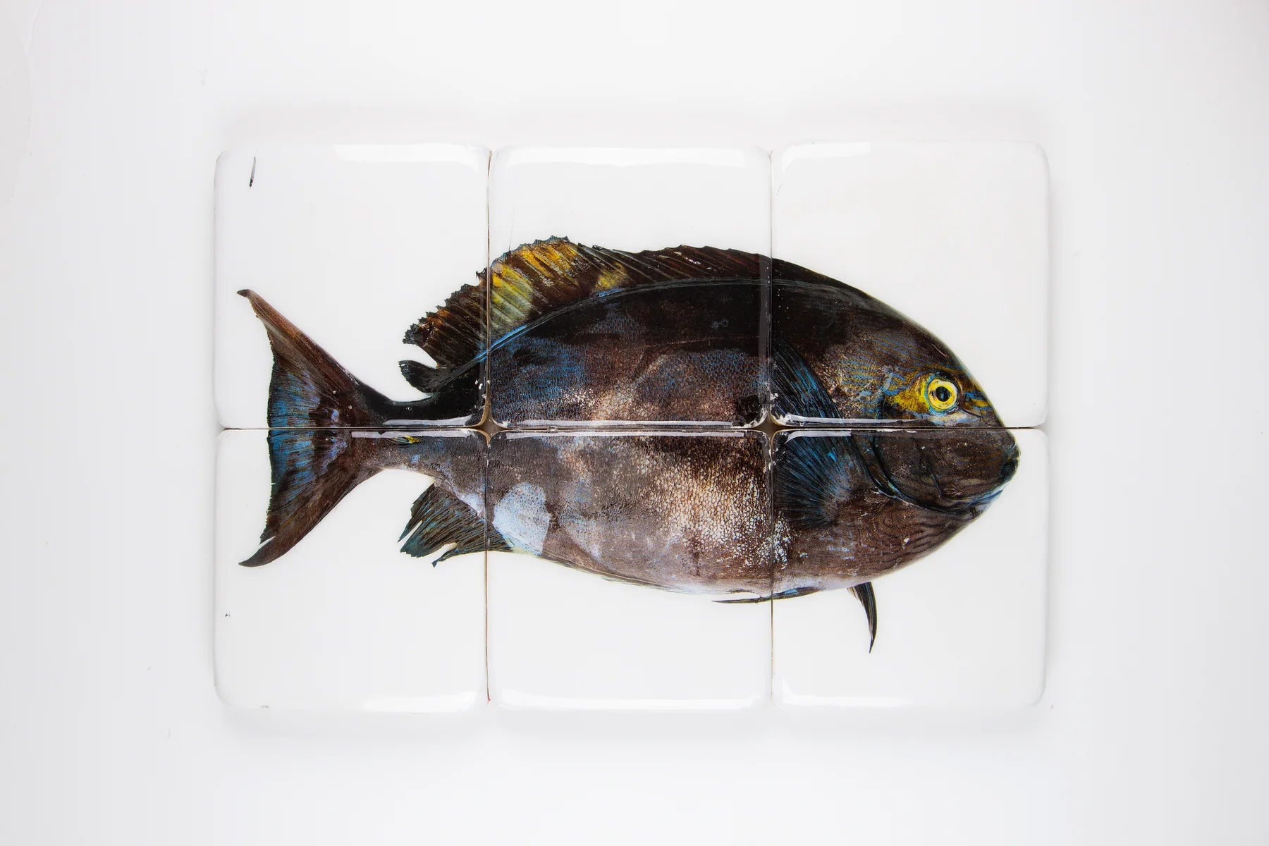 StigerWoods wooden tile Acanthurus