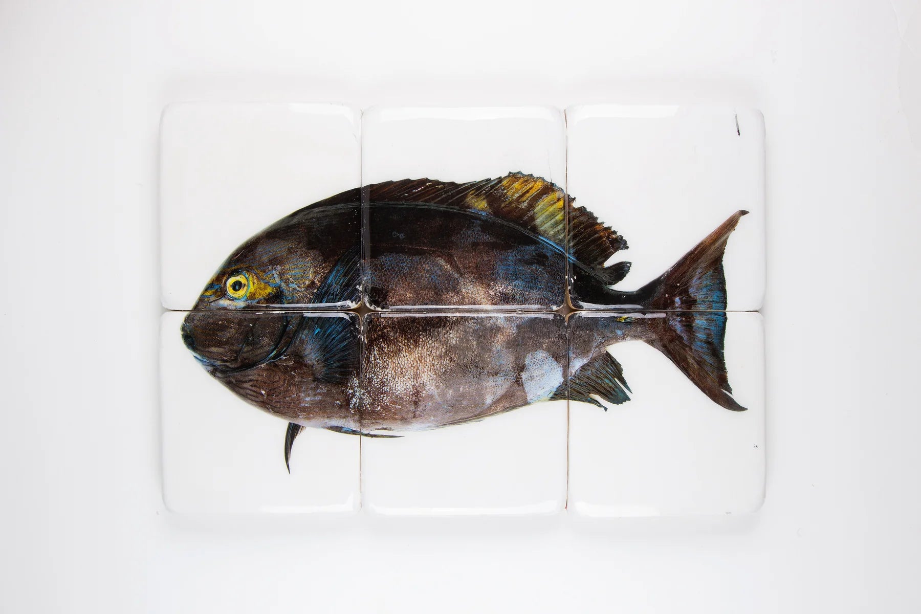 StigerWoods wooden tile Acanthurus