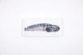 StigerWoods wooden tile Wolffish