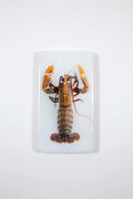 StigerWoods wooden tile Yellow European Lobster
